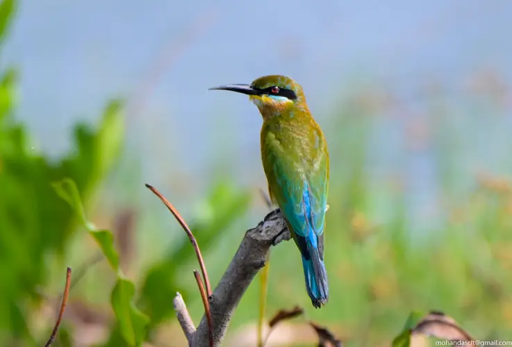 Blue-tailed bee-eater at Kadamakkudy | Kerala | India